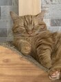 ライジング 熊本菊陽光の森(RISING)&nbsp;おてて短い我が家の猫ちゃん