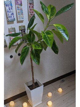 ブレッシングス(BLESSINGS)/フィカス・アルテシマ