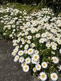 ネイルステーション ルミネ町田店(NAIL STATION) お花の写真を撮ったり見るのが好きです!
