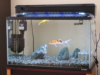 たか鍼灸接骨院/金魚がいます