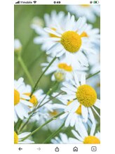カモミール(CHAMOMILE)/カモミールの花