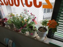 カイロプラクティック 大森整体院/窓辺の花達