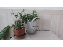 プリマヴェーラ(Primavera)の雰囲気（アットホームで落ち着きのある空間！）