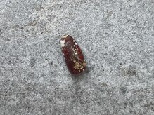 ツリーハウスネイル(tree house nail)/追加アート¥1200