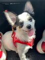シャングリ ラ(Shangri La)&nbsp;いたずらっ子の犬(チワワ)と一緒に暮らしています！