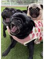 キュティエール(Cutiere)&nbsp;5匹(パグ、フレブル、チワプー)のわんちゃん飼ってます！