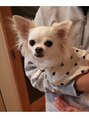 蒸蒸(ジョジョ)&nbsp;実家にいる愛犬です。塩対応が可愛いです＾＾