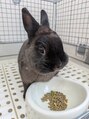 ドクターヘッド(DrHEAD)&nbsp;キュルキュルの目、食べている姿、モフモフの触り心地、癒しです