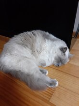 おうちサロンルフレ/おうちサロンルフレの看板猫