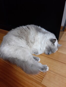 おうちサロンルフレ/おうちサロンルフレの看板猫