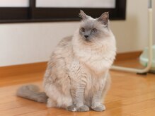 おうちサロンルフレ/おうちサロンルフレの看板猫