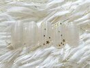 7月定額シンプルデザイン