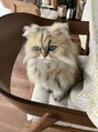 ヘッドミント 南越谷店 むぎちゃんチンチラゴールデンのお姉さん
