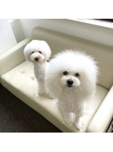 フレッジ(Fledge)/看板犬ゴン&ナナ