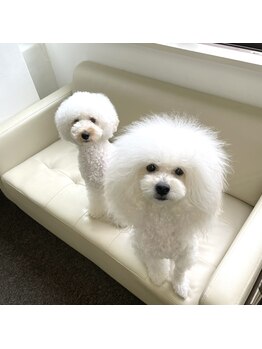 フレッジ(Fledge)/看板犬ゴン&ナナ