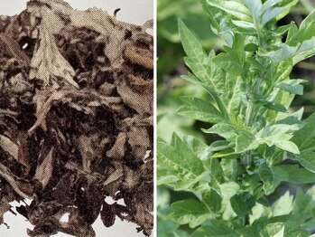 眠れるよもぎ蒸し 仙川店/ガイヨウ（よもぎ）