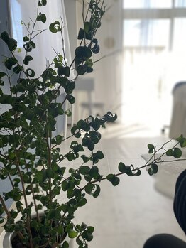 サンクプラス(Cinq+)/