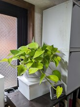 ブレッシングス(BLESSINGS)/ポトス・ライム