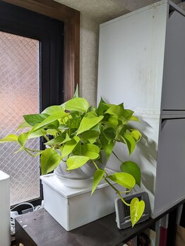 ブレッシングス(BLESSINGS)/ポトス・ライム