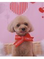 ナインミー(nine me)&nbsp;愛犬のティーカッププードル男の子です♪