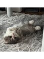 スレッドネイル(THRED nail)&nbsp;うちの猫です♪気まぐれな男の子です！
