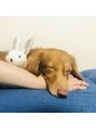 ラプア(Lapua) 実家の愛犬♪自分のことを人間だと思ってます(^^)