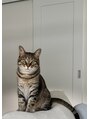 エトル(etole)&nbsp;愛猫「まるちゃん」キジトラ男の子宜しくお願いします(*^^*)