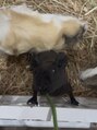 ルルシアン 代々木(luluchien)&nbsp;動物が大好きなのでお休みの日はよく動物と触れ合いに行きます◎