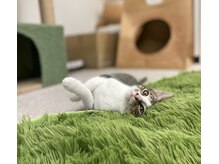 癒し日和 プラスにゃんこ 行徳店の雰囲気（生後３か月のなすびが仲間入り☆　毎日走り回っています！）