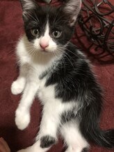 ソワンド ルバンシュ/我が家の猫☆