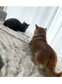 ヴリエ 立川店(VURIE) 柴犬と猫飼ってます!ワンニャントークしたいです♪