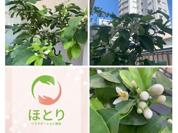 ほとり/いい香りです！