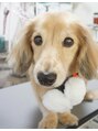 エラフィア(Elaphia) 実家のダックス☆YouTubeで犬の動画もよく見てます