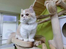 リフレス/穏やかな性格