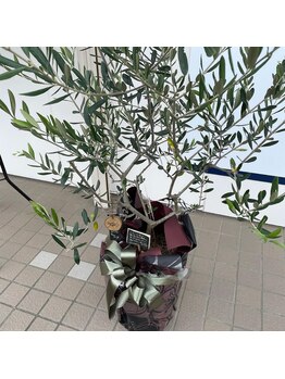 モリタ整体院(MORITA)/オリーブの木