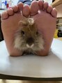 ヴィーナス(Venus) ライオンラビットのさーきち君。私の癒しです。