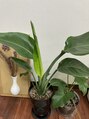 ディビィナ(Divina)&nbsp;植物たちもいつか私の身長より大きくなるんだろうなぁ