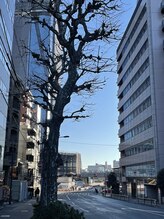 サクラ(Sakura)/朝のサロン前