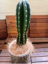 ミラージュ 青葉台(MIRA-JU)/おサボちゃん