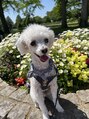 アイクイック 早稲田店(Ai Quick)&nbsp;愛犬のはーくんかまってちゃんな男の子です