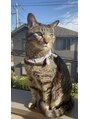 アイクイック 早稲田店(Ai Quick)&nbsp;愛猫のくーたんです^._.^シャイボーイだけど寂しがり