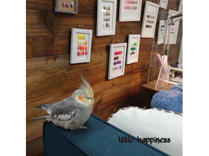 リトルハピネス(little happiness)の写真