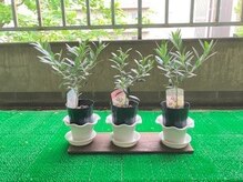 バランス整体サロン ノリノリ(NORINORI)/３本のオリーブの木