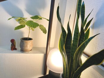 アイバランス(i-BALANCE)/店内植物8