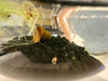 アリビオ(Alivio)/幸運の○○?