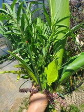 ネスト(nest)/週替わりフレッシュハーブ