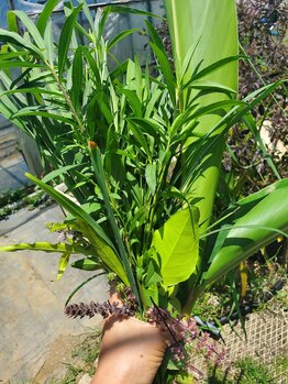 ネスト(nest)/週替わりフレッシュハーブ