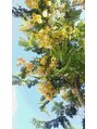 ポーラ ザ ビューティ ディオス北千里店(POLA THE BEAUTY) ハワイの花☆ゴールデンシャワーツリー
