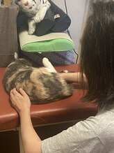 カイロ アンド エステカイロ 悠/看板にゃんこ、よつば♀！