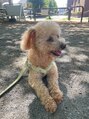 スウィートラッシュ 朝霞台店(Sweet Lash)&nbsp;愛犬のトイプードルです！！